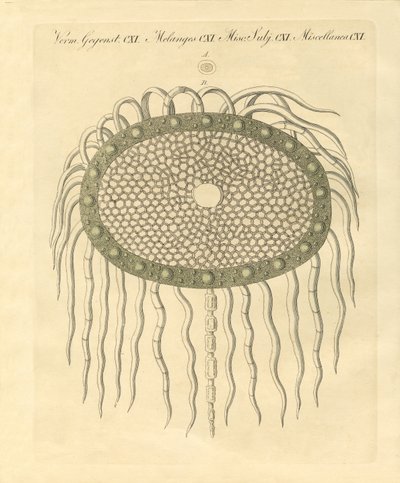 Mikroskopisches Bild aus dem Loch der federlosen Distelmark von German School