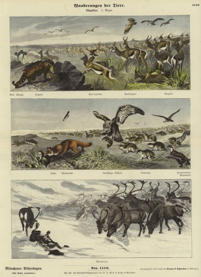 Tierwanderungen von German School