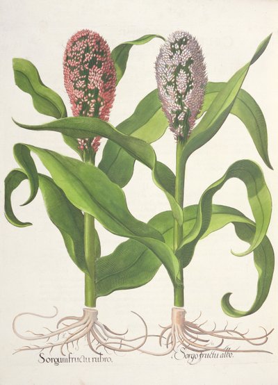 Hirse: 1. Sorgum fructu rubro; 2. Sorgo fructu albo, aus dem Hortus Eystettensis von Basil Besler, veröffentlicht 1613 von German School