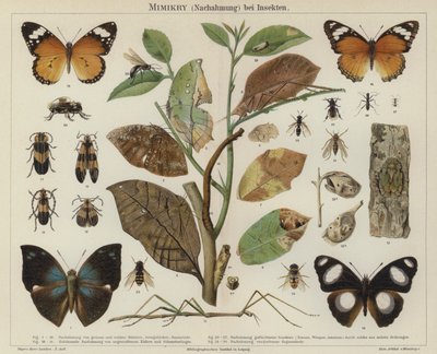 Mimikry bei Insekten von German School