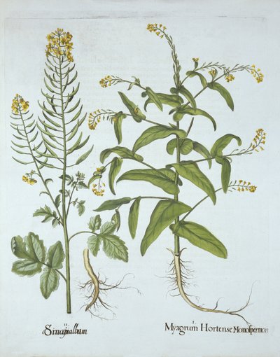 Kappen-Kresse und Weiße Senf, aus Hortus Eystettensis, von Basil Besler (1561-1629), veröffentlicht 1613 von German School