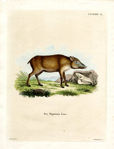 Papuanisches Wildschwein von German School