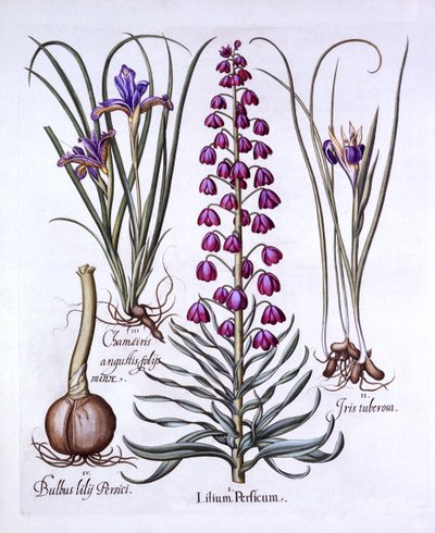 Persische Lilie und Schwertlilien, aus Hortus Eystettensis, von Basil Besler, 1613 von German School