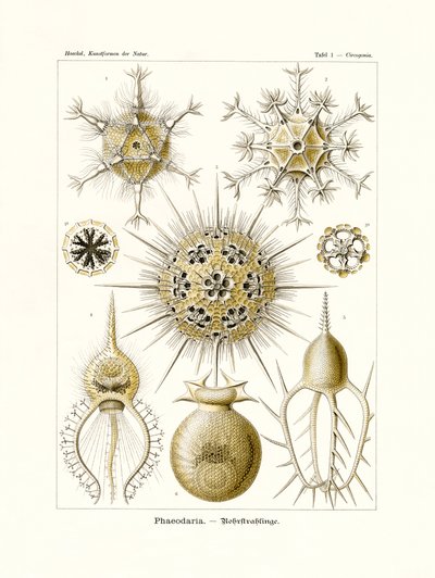 Phaeodaria von German School