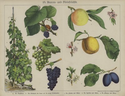 Pflanzen von German School