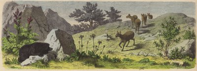 Pflanzen und Tiere der Berge Asiens von German School