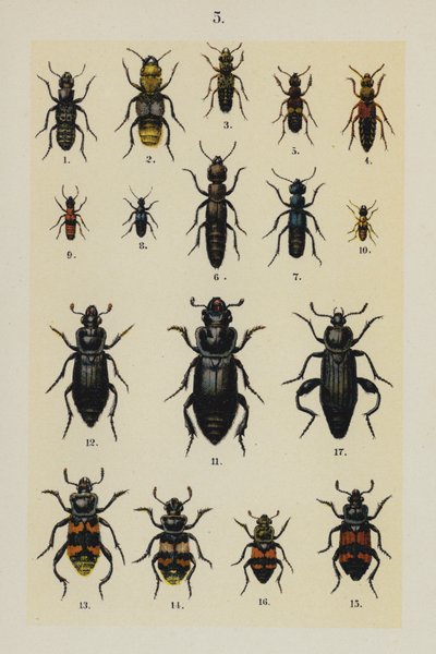 Tafel aus Das Handbuch des jungen Käfersammlers von German School