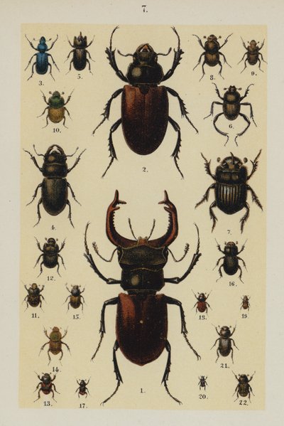 Tafel aus Das Handbuch des jungen Käfersammlers von German School