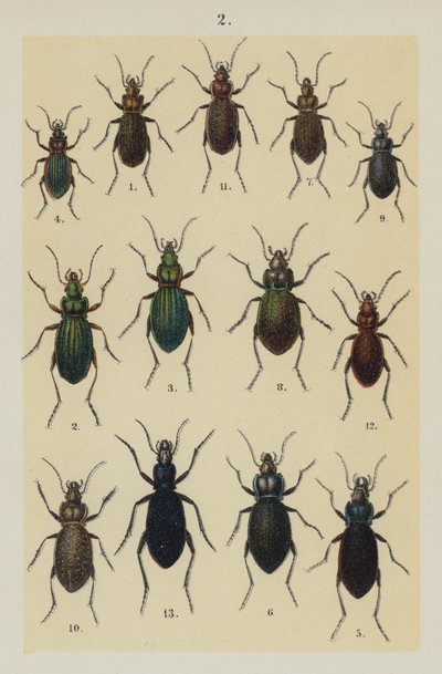 Tafel aus The Young Beetle-Collector
