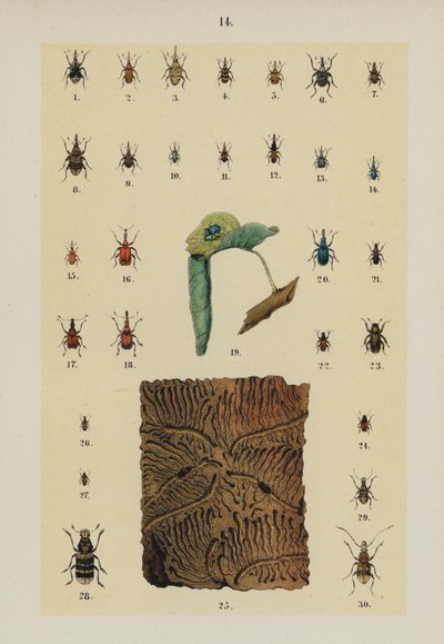 Tafel aus The Young Beetle-Collector
