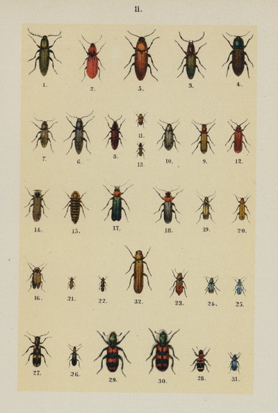 Tafel aus dem Handbuch des jungen Käfersammlers von German School
