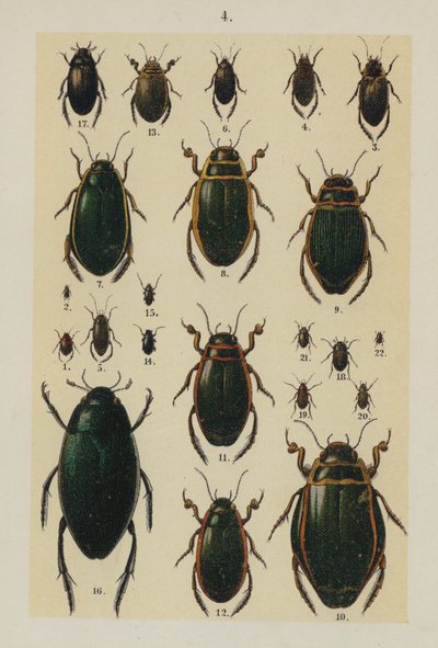 Tafel aus dem Handbuch des jungen Käfersammlers von German School