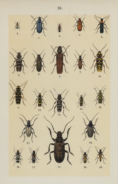 Tafel aus Das Handbuch des jungen Käfersammlers von German School