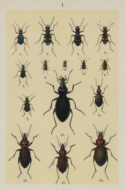 Tafel aus dem Handbuch des jungen Käfersammlers von German School
