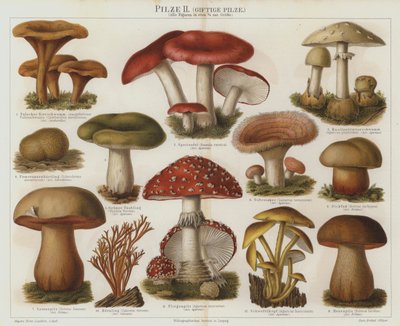 Giftige Pilze von German School