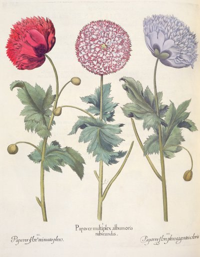 Mohnblumen: 1. Papaver multiplex albumoris rubicundis; 2. Papaver flore miniato plens; 3. Papaver flore plensargentei coloris, aus dem Hortus Eystettensis von Basil Besler, veröffentlicht 1613 von German School