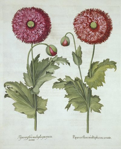 Mohn, aus Hortus Eystettensis, von Basil Besler (1561-1629), veröffentlicht 1613 von German School