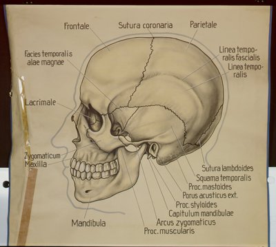 Poster der Seitenansicht eines menschlichen Schädels von German School