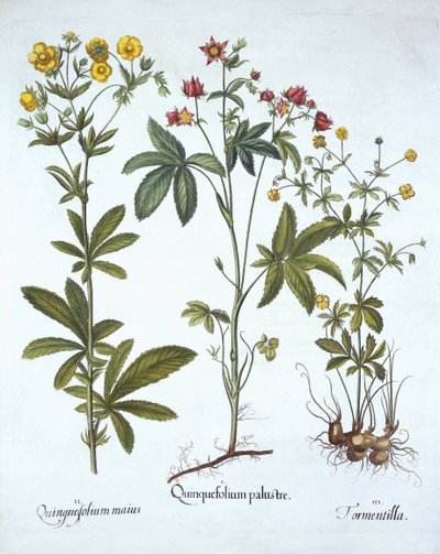 Fingerkräuter, aus Hortus Eystettensis, von Basil Besler, veröffentlicht 1613 von German School