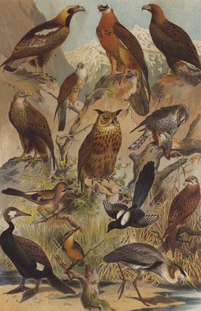 Raubvögel von German School