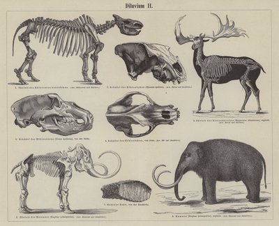 Prähistorische Tiere (Stich) von German School