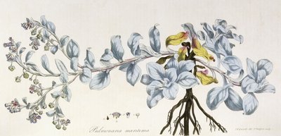 Pulmonaria Maritima, 1785-1788 von German School
