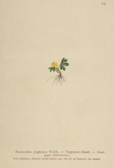 Zwerg-Hahnenfuß (Ranunculus pygmaeus, Ranunculus tappeineri, Ranunculus baerianus, Ranunculus pygmaeus var. Langeanu) von German School