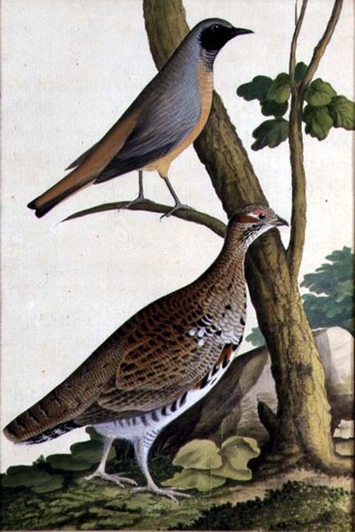 Rotschwanz und Haselhuhn von German School
