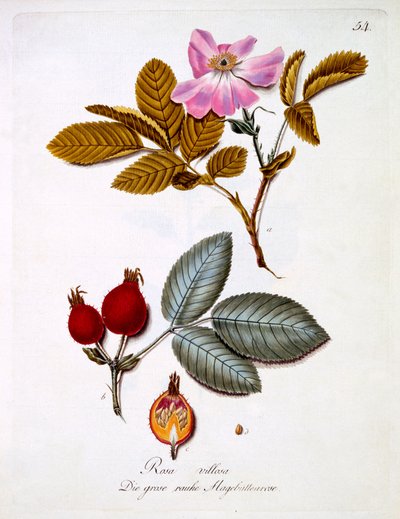 Rosa villosa, Illustration aus einem Buch deutscher Wildblumen von Johann Daniel von Reitter, veröffentlicht ca. 1803-5 von German School