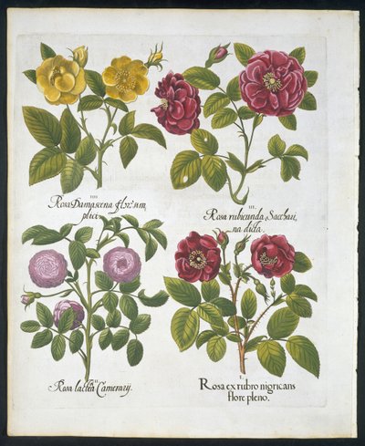 Rosen, Tafel 96 aus Hortus Eystettensis von Basil Besler (1561-1629), veröffentlicht 1613 von German School