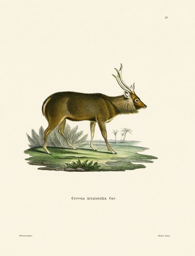 Sambar (farbige Gravur) von German School