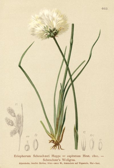 Scheuchzers Wollgras (Eriophorum Scheuchzeri, Eriophorum capitatum) von German School