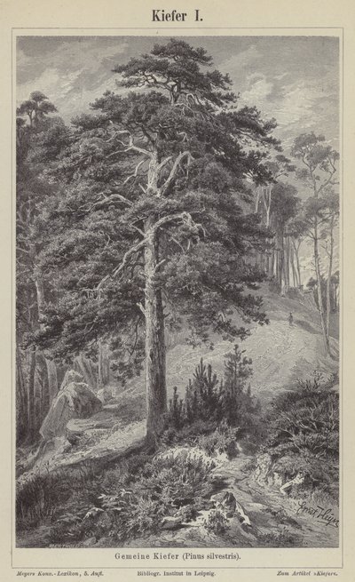 Waldkiefer (Stich) von German School