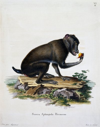 Simia sphingiola, aus Säugetiere aus der Natur illustriert mit Beschreibungen, von Johann Christian Daniel von Schreber, Stich von IC Bock, Deutschland von German School