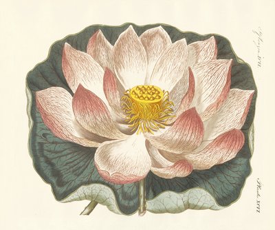 Prachtvolle Blumen von German School