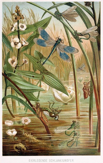Entwicklungsstadien einer Libelle, aus Brehms Tierleben, veröffentlicht 1860 von German School