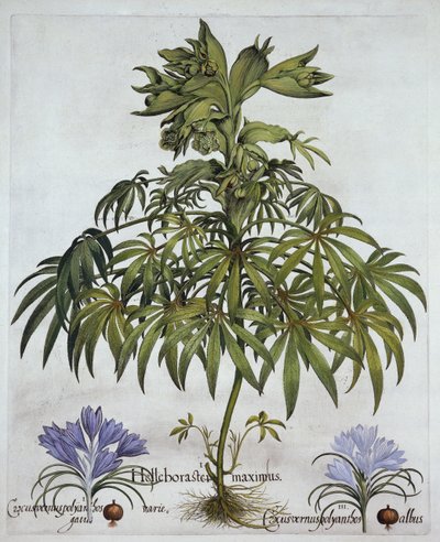 Stinkende Nieswurz und zwei Arten von Krokus, aus Hortus Eystettensis, von Basil Besler (1561-1629), veröffentlicht 1613 von German School