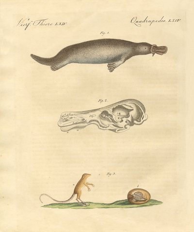 Seltsame Tiere von German School