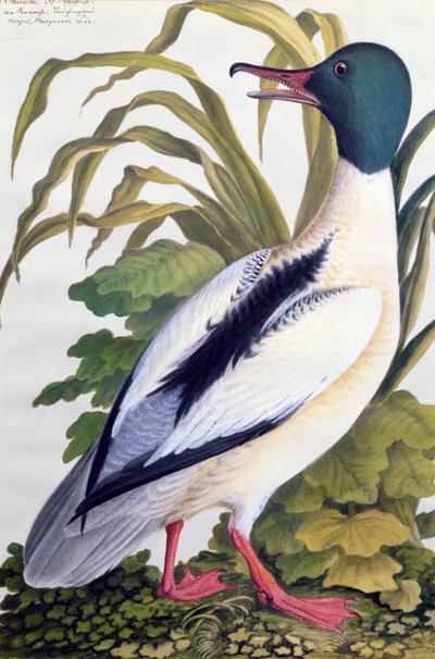 Studie einer Stockente, um 1790 von German School
