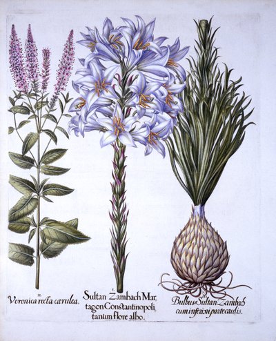 Sultan-Zambach-Lilie und Zwiebel, Ehrenpreis, aus Hortus Eystettensis, von Basil Besler, 1613 von German School
