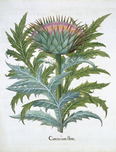 Die Kardone, aus dem Hortus Eystettensis von Basil Besler (1561-1629), veröffentlicht 1613 von German School