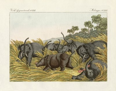 Der Kampf des Nashorns mit den Elefanten (Farbstich) von German School