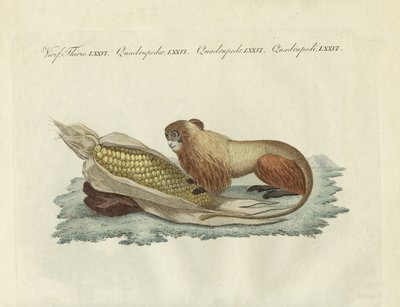 Der Löwenaffe von German School