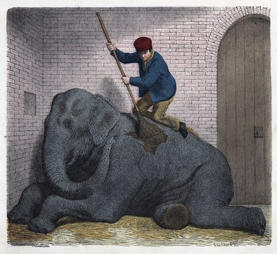Die Morgentoilette des Elefanten Lilli. In „Wenn Jemand eine Reise tut, so kann er was erzählen“, deutsches Märchen von Franz Wiedemann. von German School