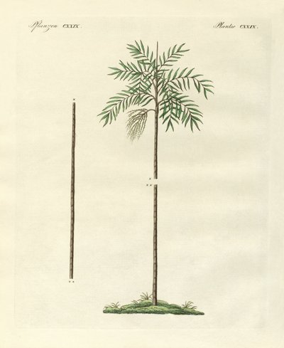 Die schlanke Palme von New Ireland von German School