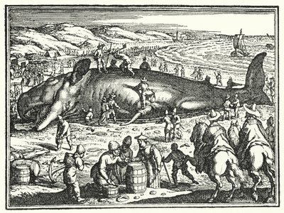 Der Wal von Antorf von German School