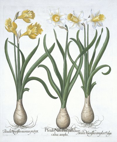 Drei Pseudo-Narzissen, aus Hortus Eystettensis, von Basil Besler, veröffentlicht 1613 von German School