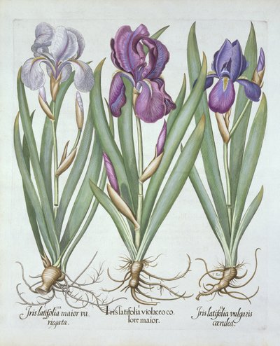 Drei Sorten bärtige Rhizom-Iris, aus Hortus Eystettensis, von Basil Besler (1561-1629), veröffentlicht 1613 von German School