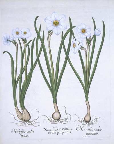 Drei weiße Narzissen, aus Hortus Eystettensis, von Basil Besler, veröffentlicht 1613 von German School