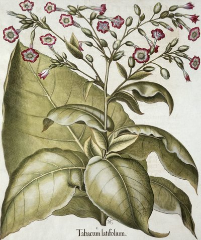 Tabakpflanze, aus dem Hortus Eystettensis von Basil Besler (1561-1629), veröffentlicht 1613 von German School